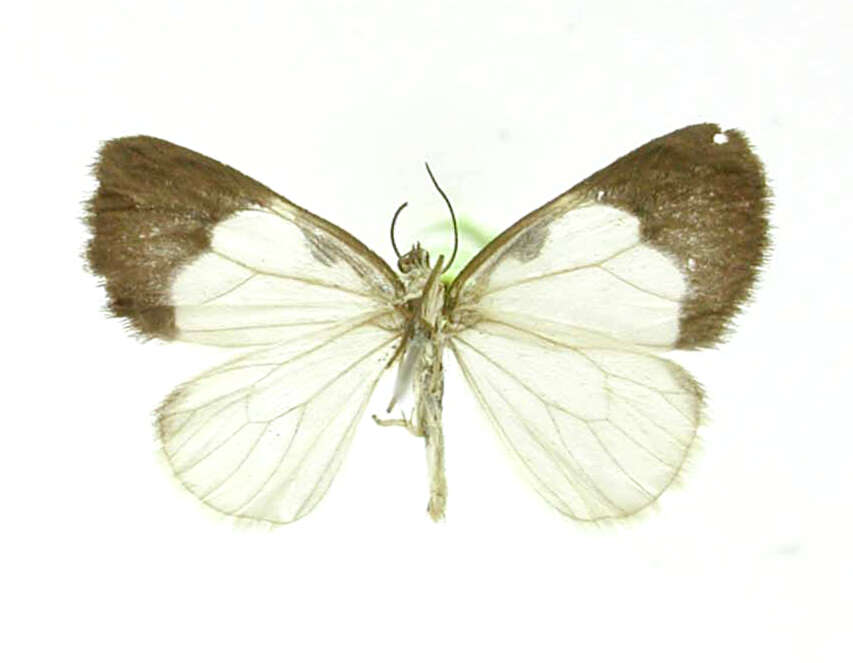 Image of Heterusia costigutta Dognin 1911