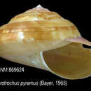 Image of Bayerotrochus pyramus (Bayer 1967)