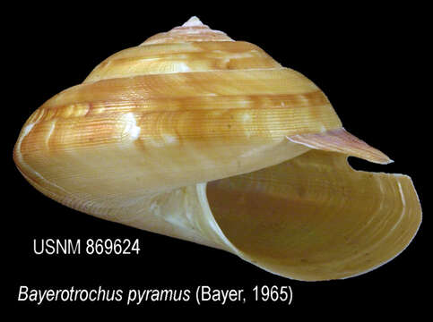 Image of Bayerotrochus pyramus (Bayer 1967)