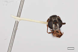 Image de Rhopalosyrphus ramulorum Weems & Deyrup 2003