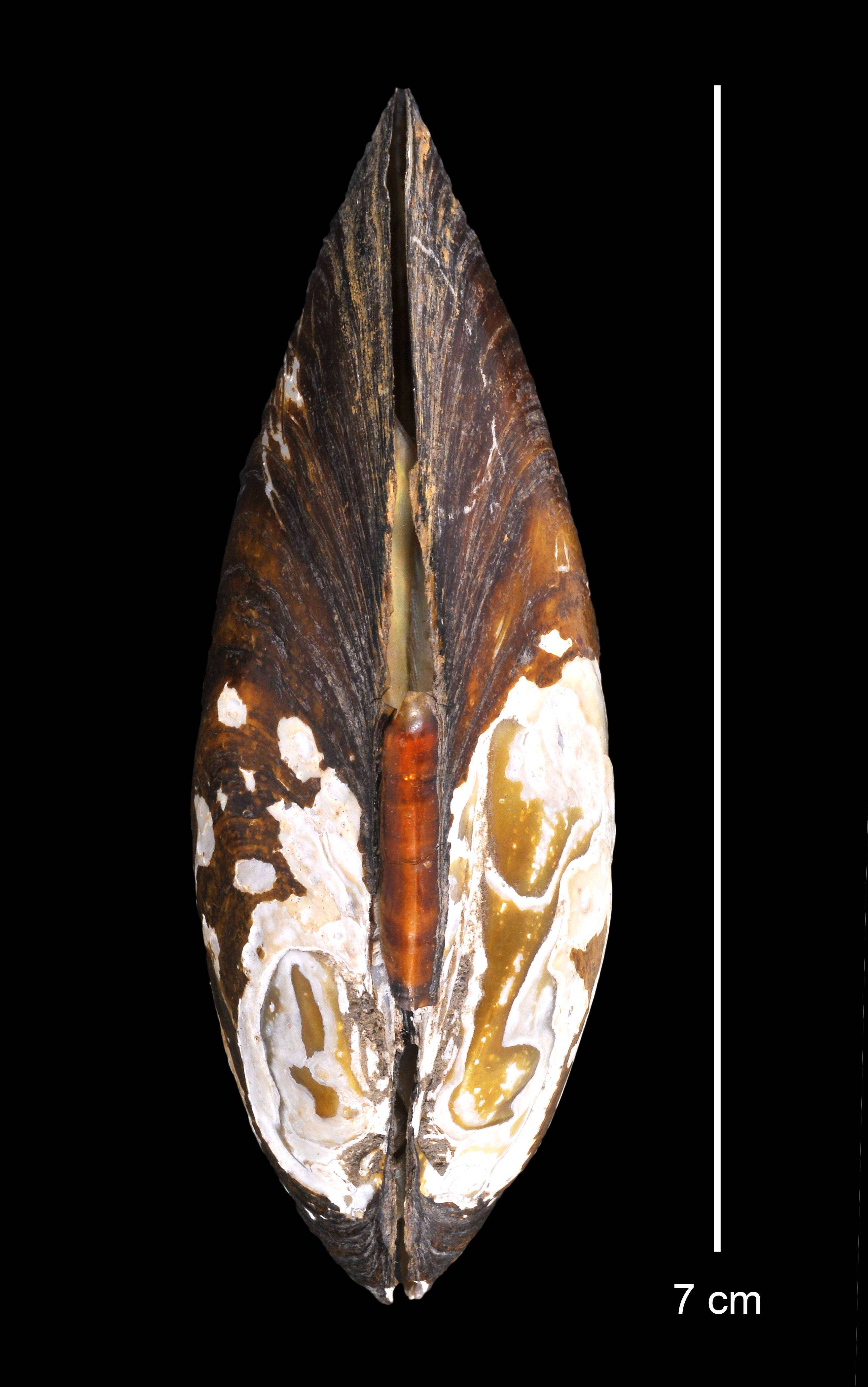 Image of <i>Diplodon charruana</i> (d'Orbigny 1835)