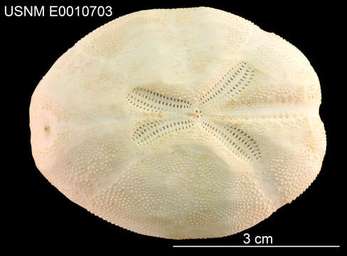 Image of Atlantic heart sea urchin