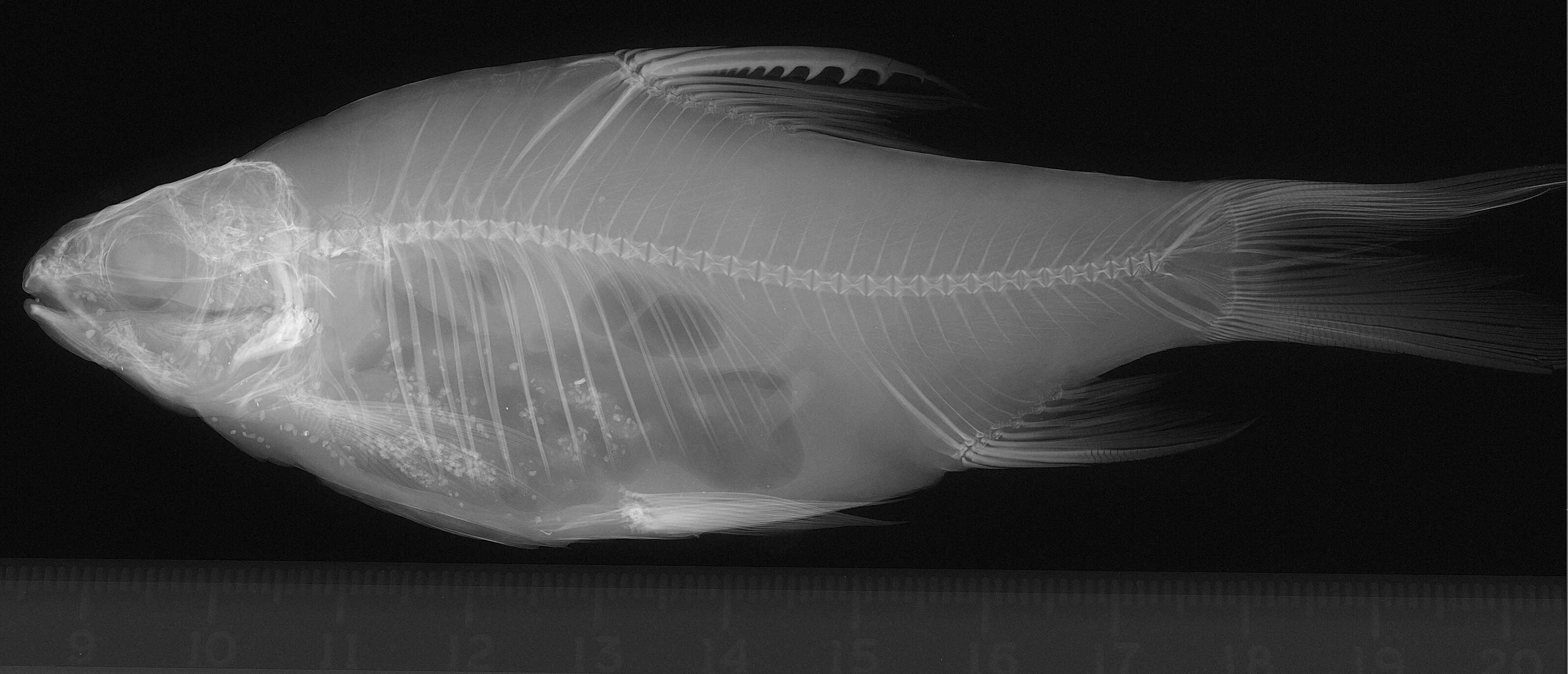 Image de Hypsibarbus wetmorei (Smith 1931)