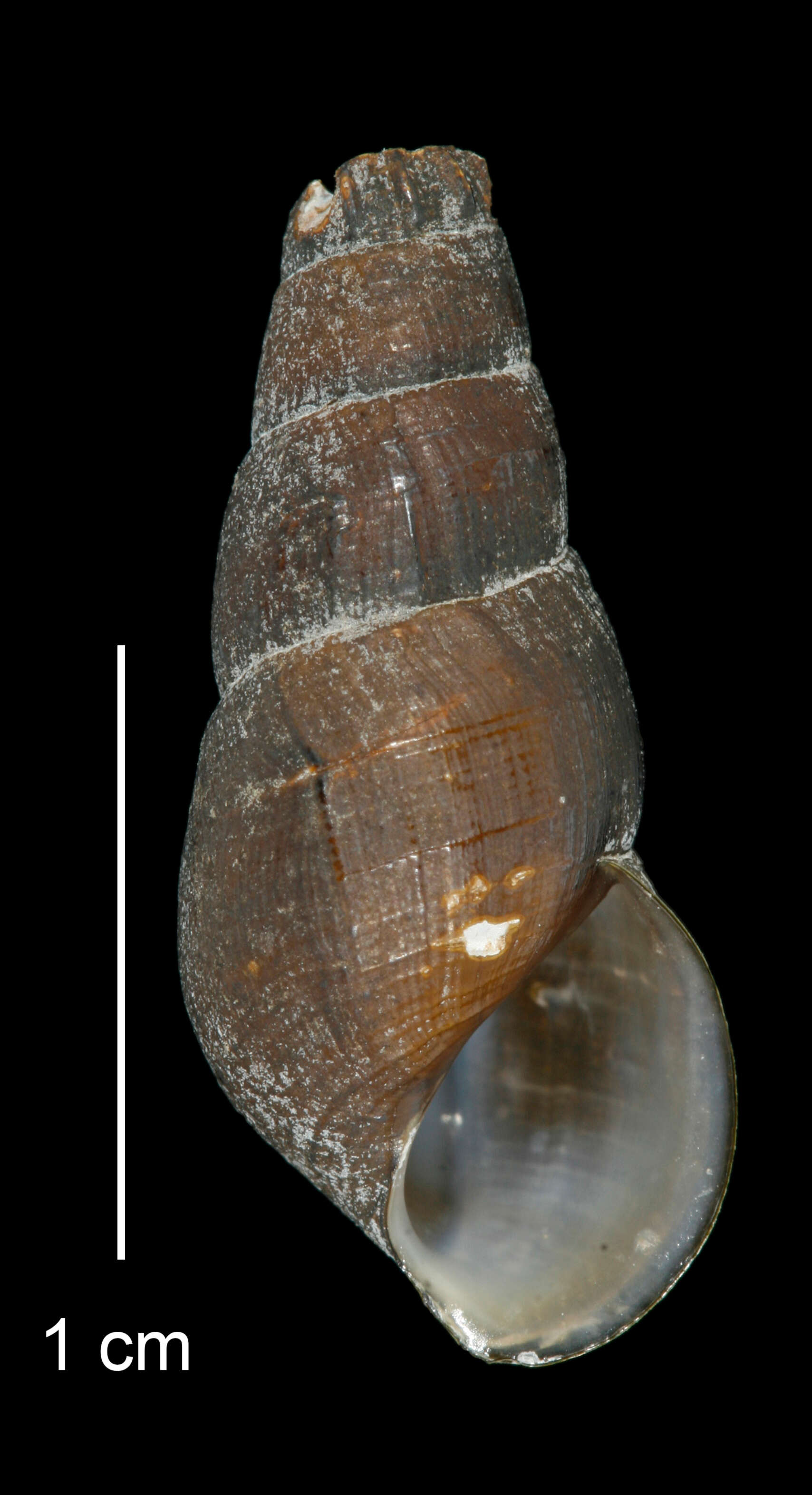 Image of Juga plicifera (I. Lea 1838)