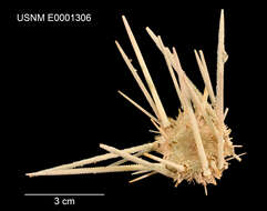 Image of Stylocidaris effluens Mortensen 1927