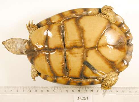 Image of Mexican box turtle