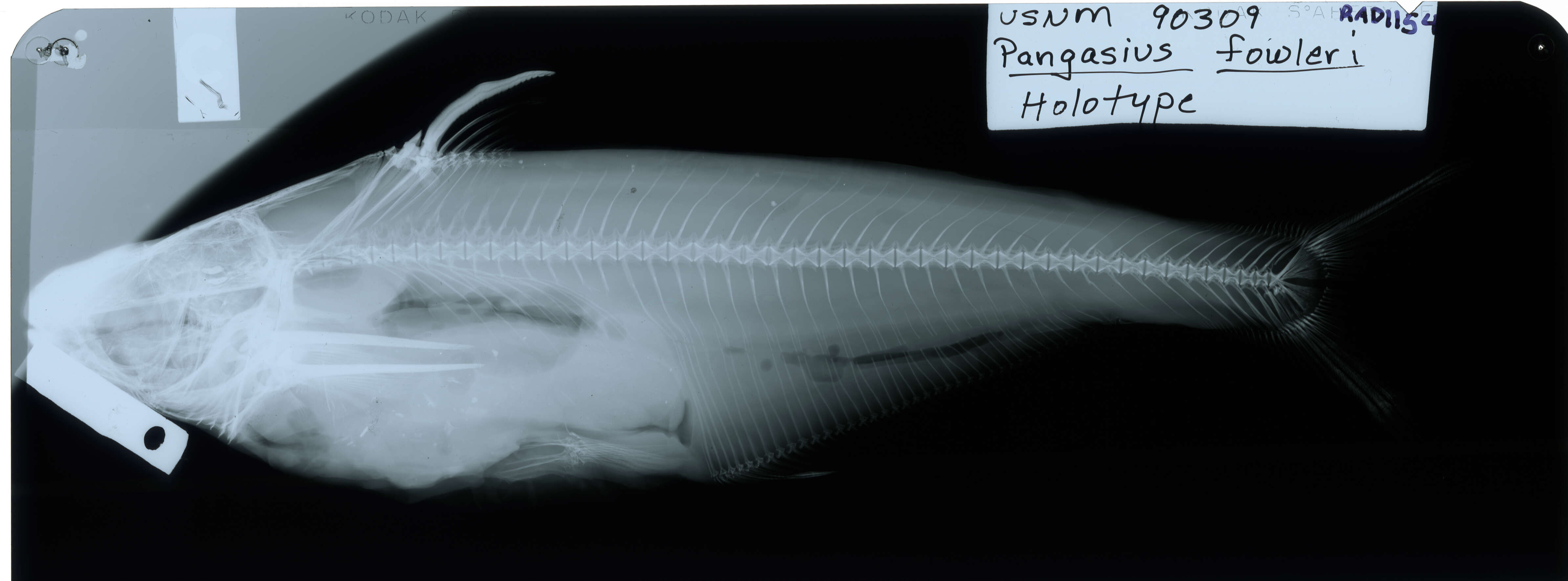 Image of Pangasius fowleri Smith 1931