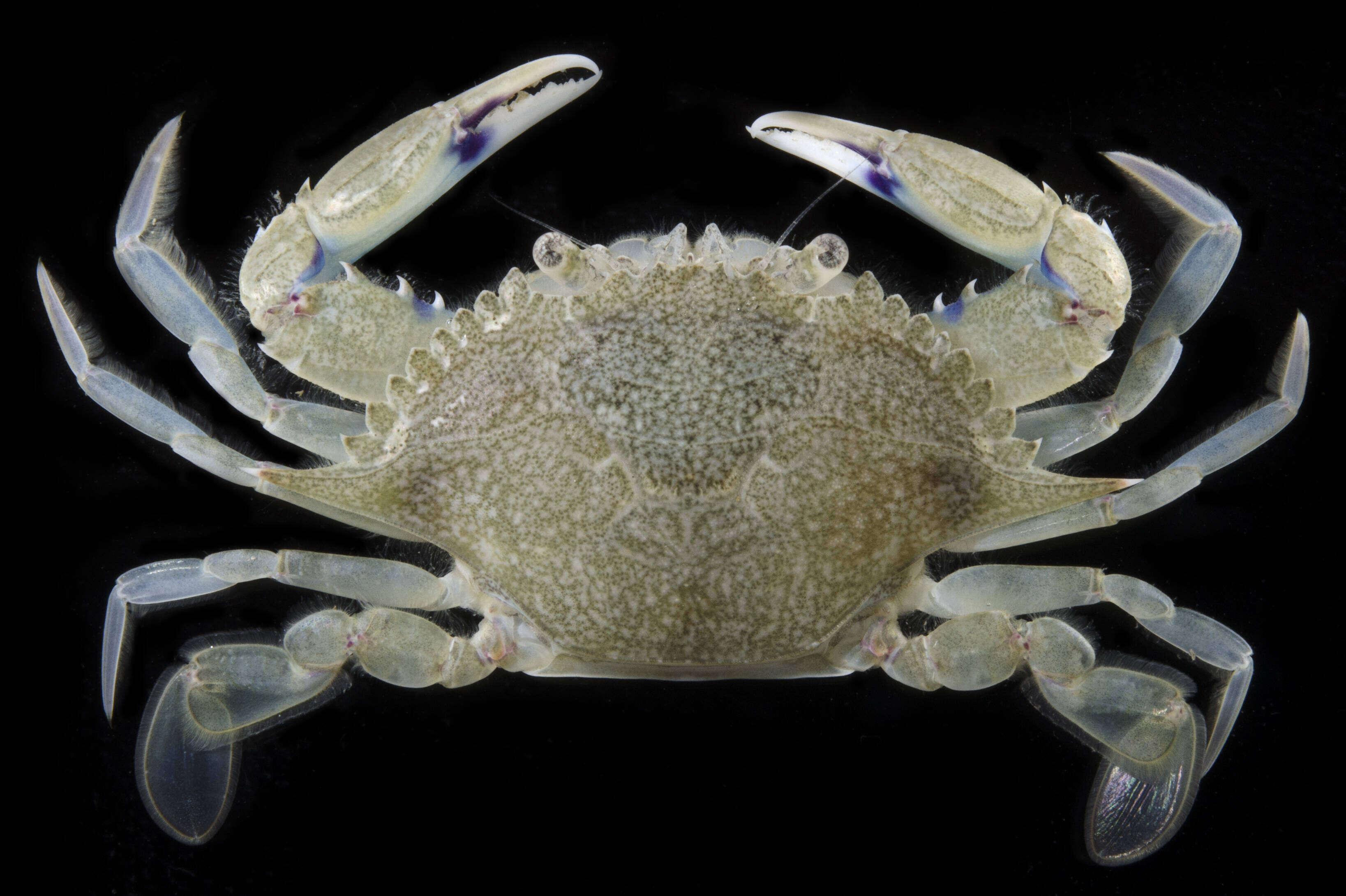 Image of lesser blue crab