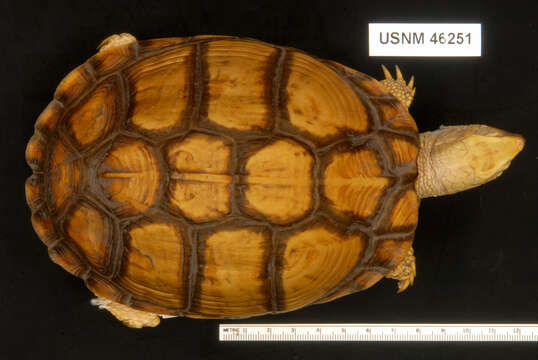 Image of Mexican box turtle