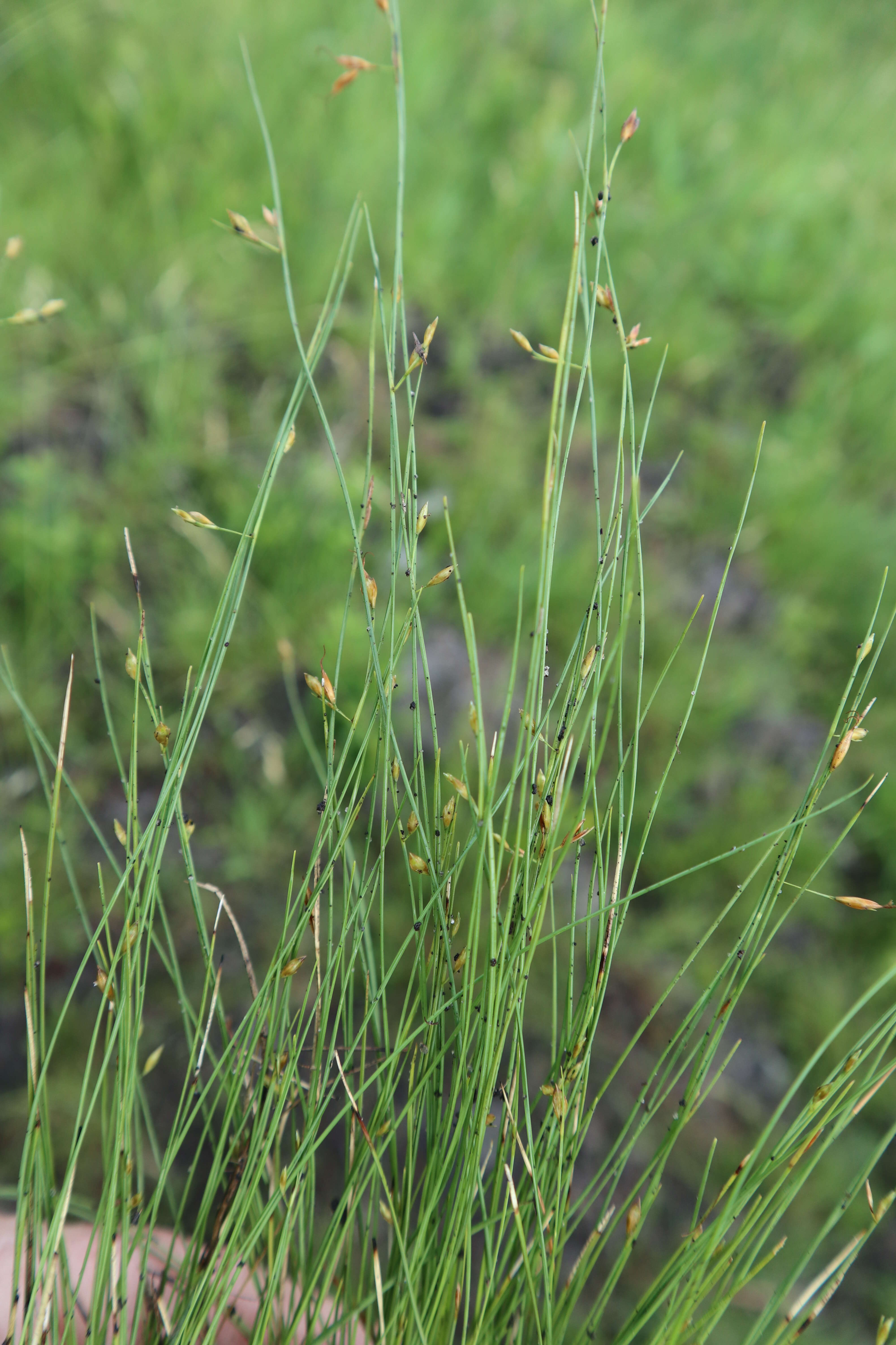 Image of Feather-Bristle Beak Sedge