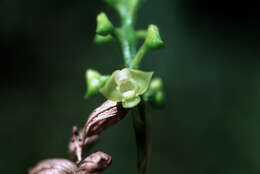 Image of Greater yellowspike orchid