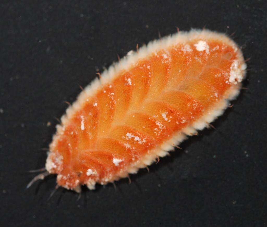 Image of Amphinomidae
