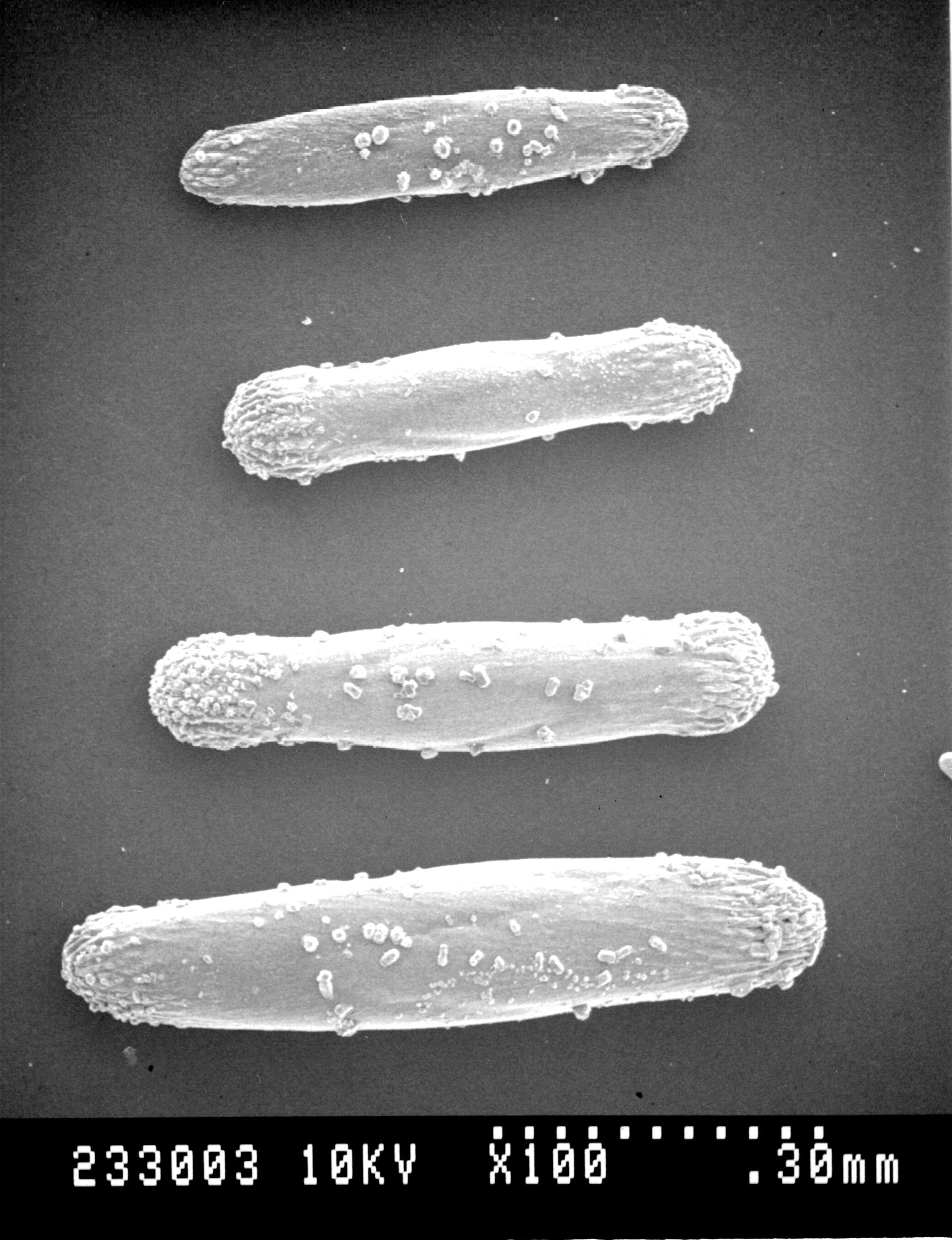 Image of Gray's bamboo coral