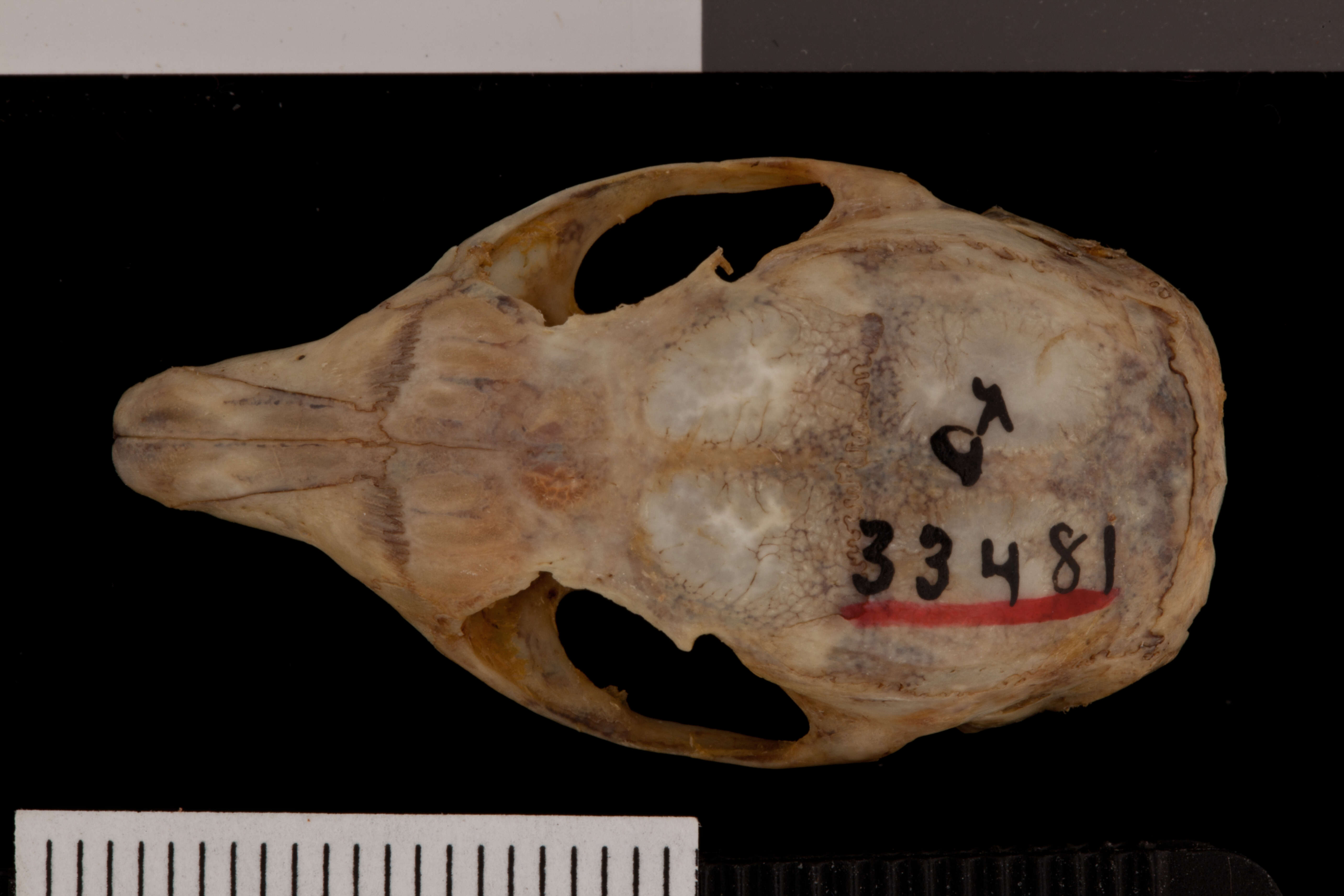 Image of Palmer’s Chipmunk