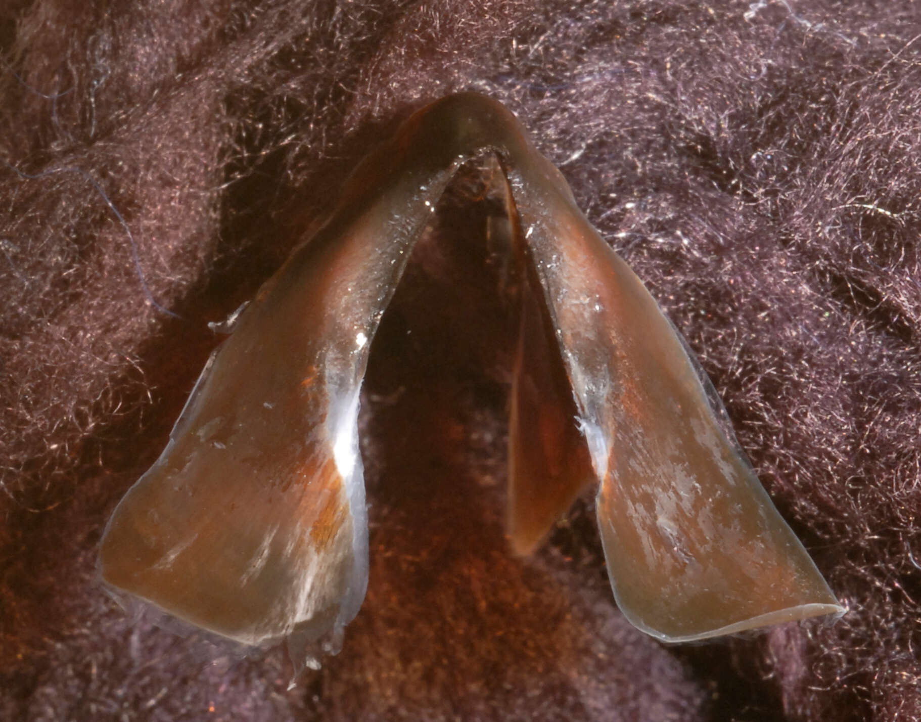 Image of Atlantic bird squid