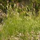 Imagem de Achnatherum calamagrostis (L.) P. Beauv.