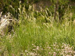 Plancia ëd Achnatherum calamagrostis (L.) P. Beauv.