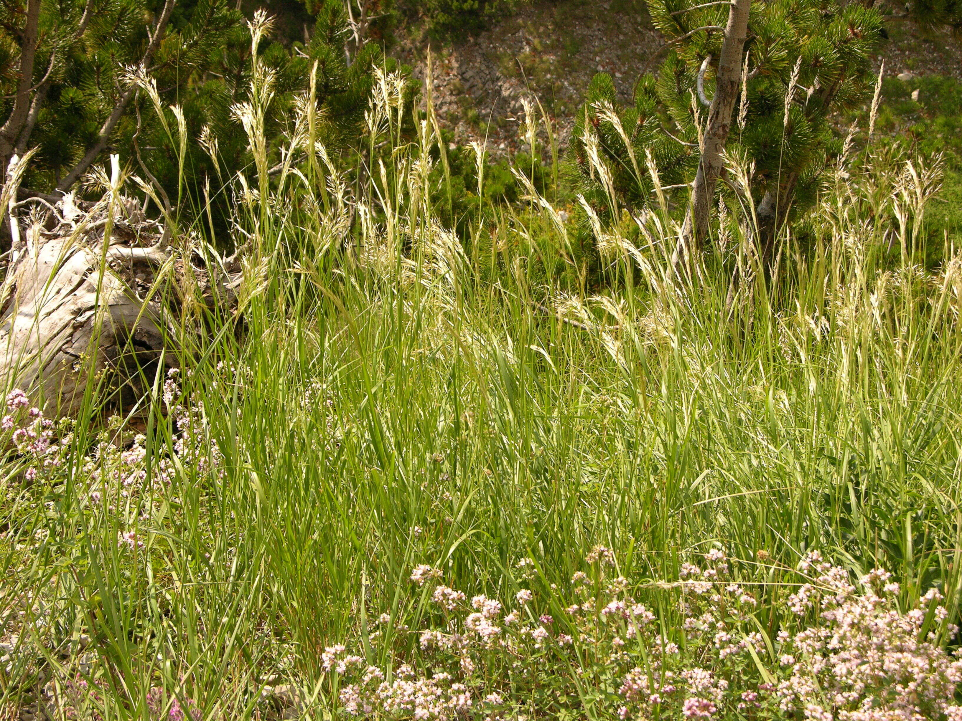 Image of Achnatherum calamagrostis (L.) P. Beauv.