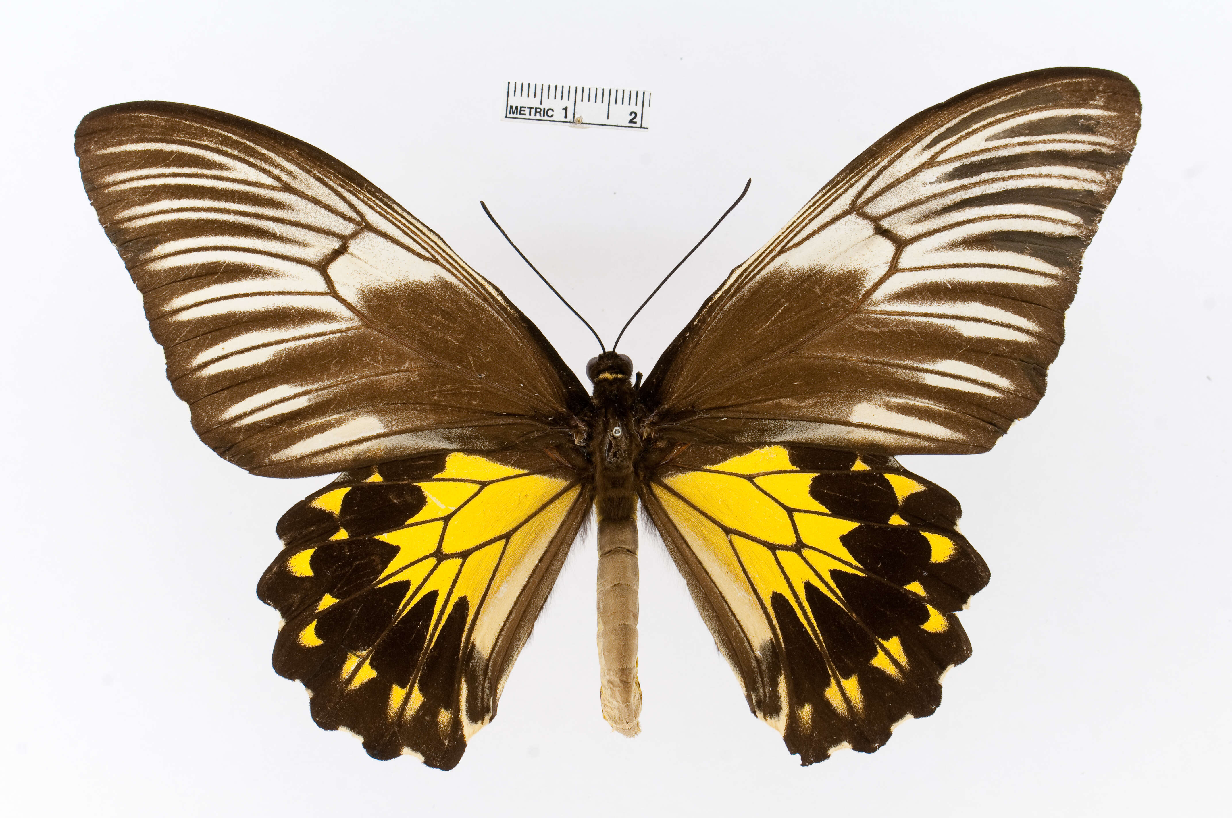 Image of Golden Birdwing