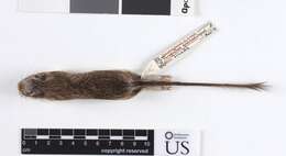 Image of Goldman's pocket mouse