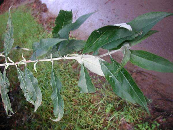 Image of butterfly-bush