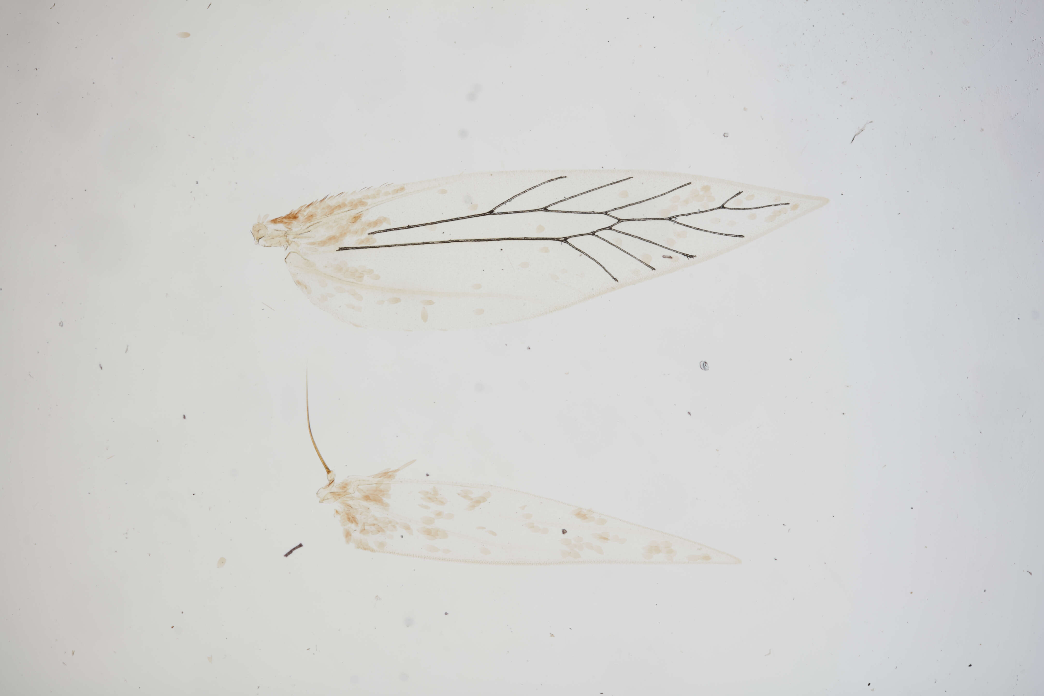 Image of Antispila major Kearfott 1907