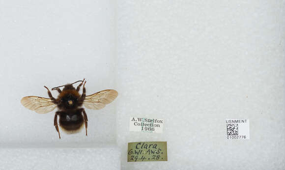 Image of Ashton's Cuckoo Bumblebee