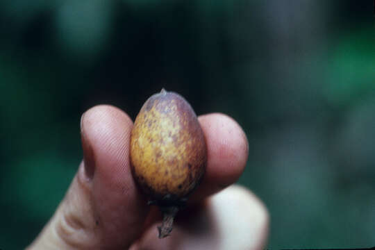 Image of Talisia megaphylla Sagot