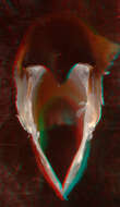 Image of Atlantic bird squid