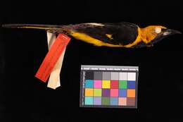 Image de Icterus mesomelas salvinii Cassin 1867