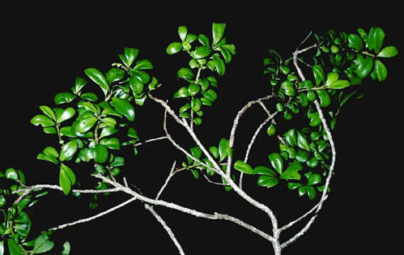 صورة Myrsine alyxifolia Hosaka