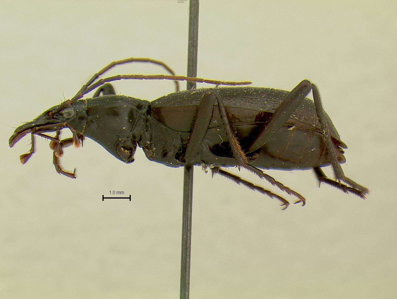 Слика од Scaphinotus (Pseudonomaretus) mannii Wickham 1919