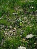 Oenothera macrocarpa subsp. macrocarpa resmi