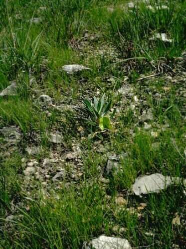 Oenothera macrocarpa subsp. macrocarpa resmi