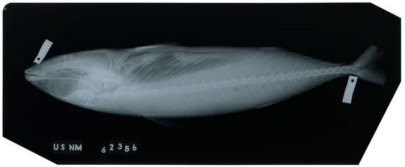 Image of Blue Mackerel