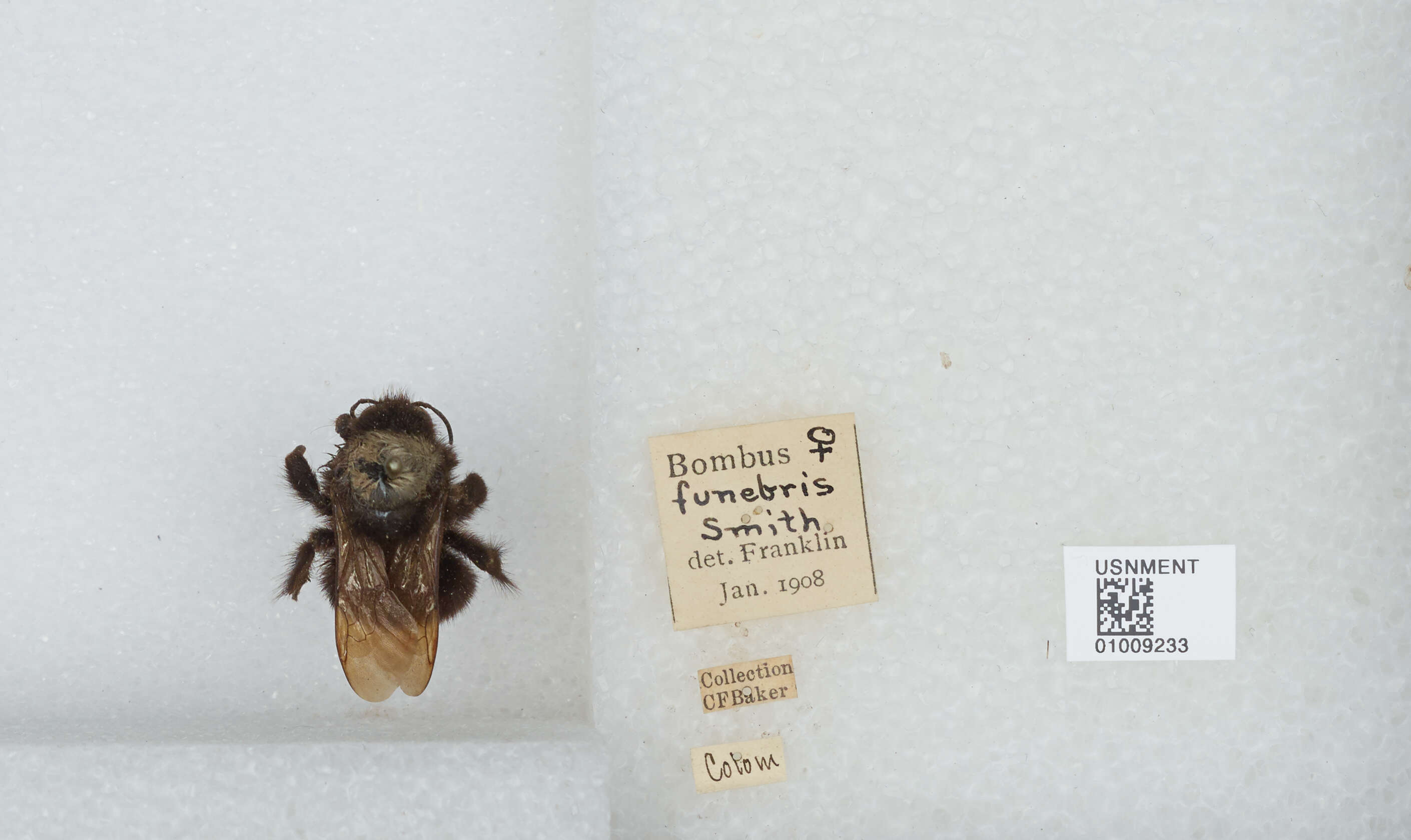 Image of Bombus funebris Smith 1854