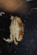 Image of Xanthidae