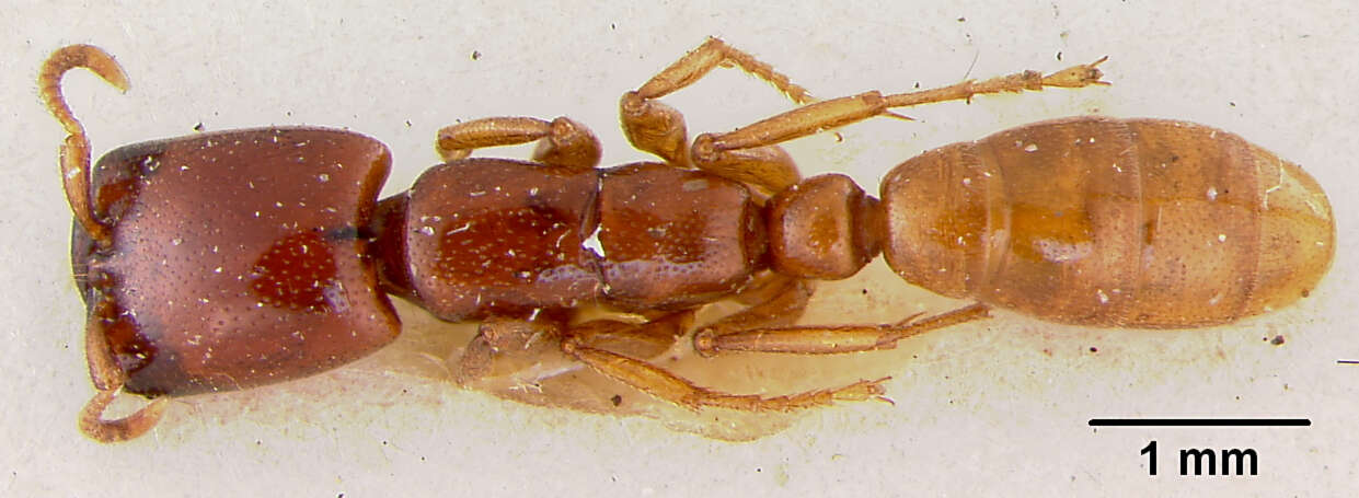 Image of Dorylus spininodis longiceps Viehmeyer 1914