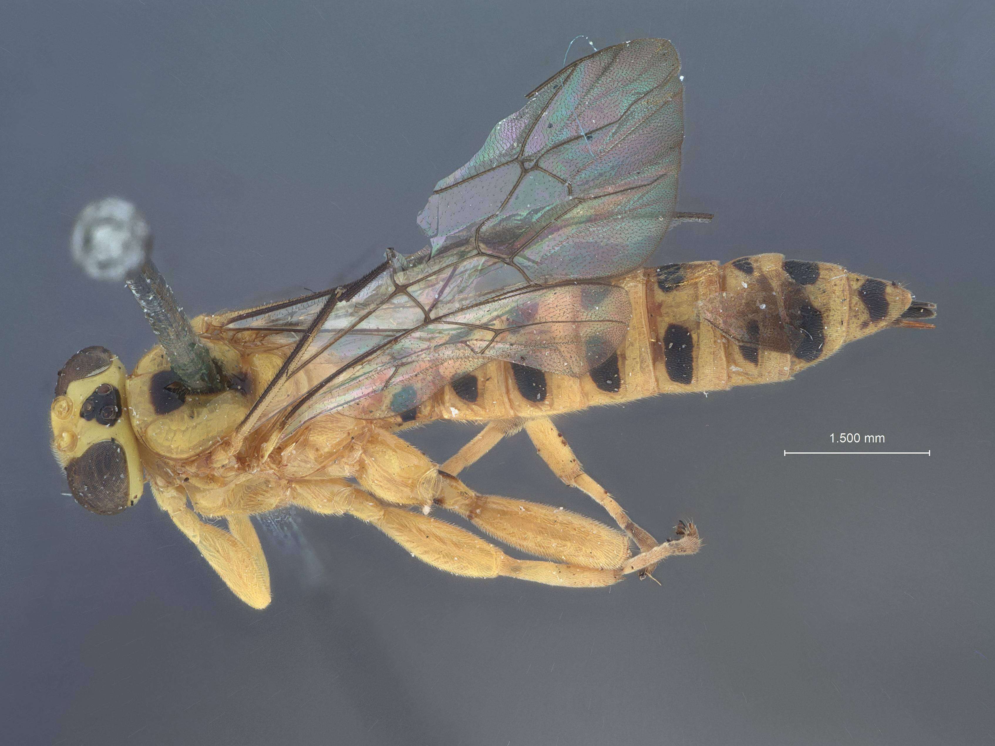 Sivun Xanthopimpla calva Townes & Chiu 1970 kuva