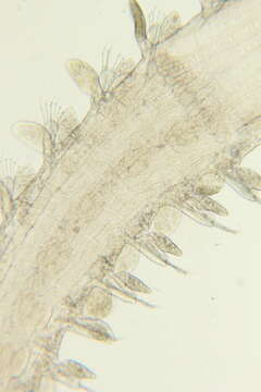 Image of Phyllodocidae