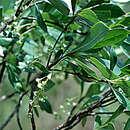 Acunaeanthus tinifolius (Griseb.) Borhidi resmi