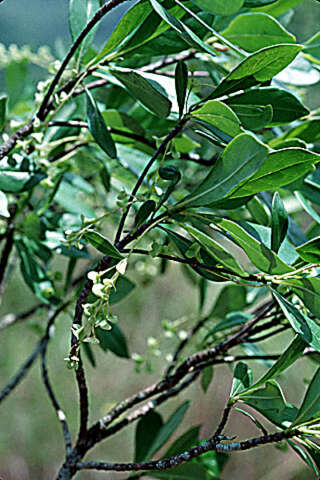 Image of Acunaeanthus tinifolius (Griseb.) Borhidi