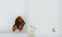 Image of Bombus atripes Smith 1852