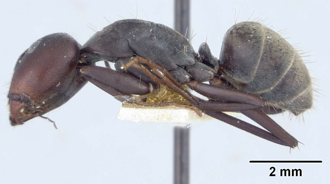 Plancia ëd Camponotus rufoglaucus syphax Wheeler 1922