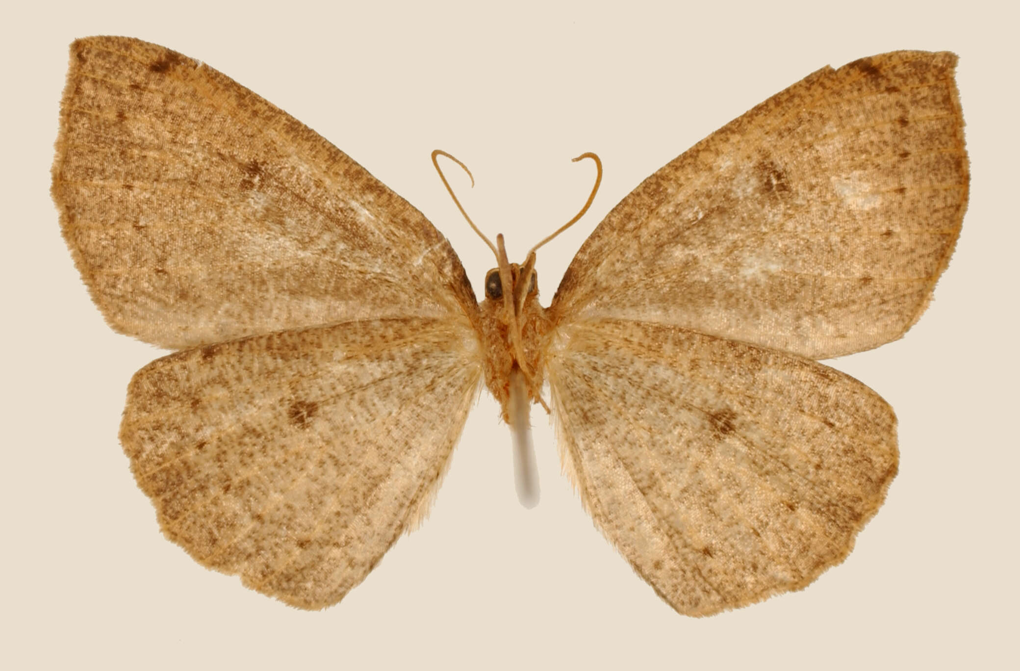 Image of Homochlodes orina Schaus 1901