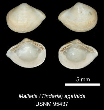 Image of Tindariopsis agathida (Dall 1890)