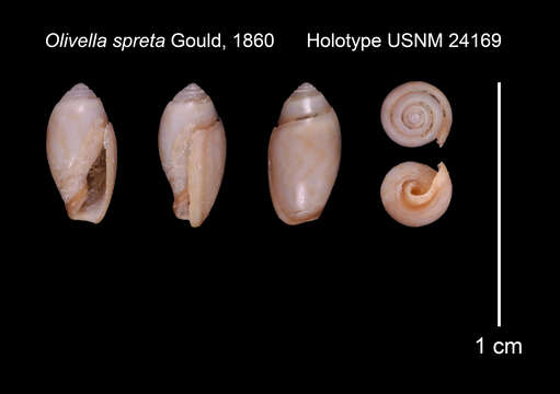 Image of Olivella spreta Gould 1861