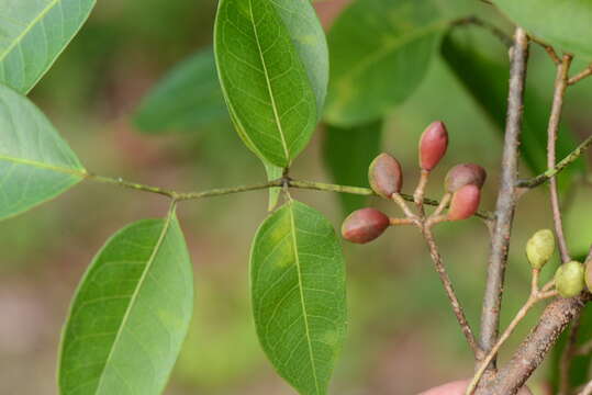 Image de Bursera Jacq. ex L.