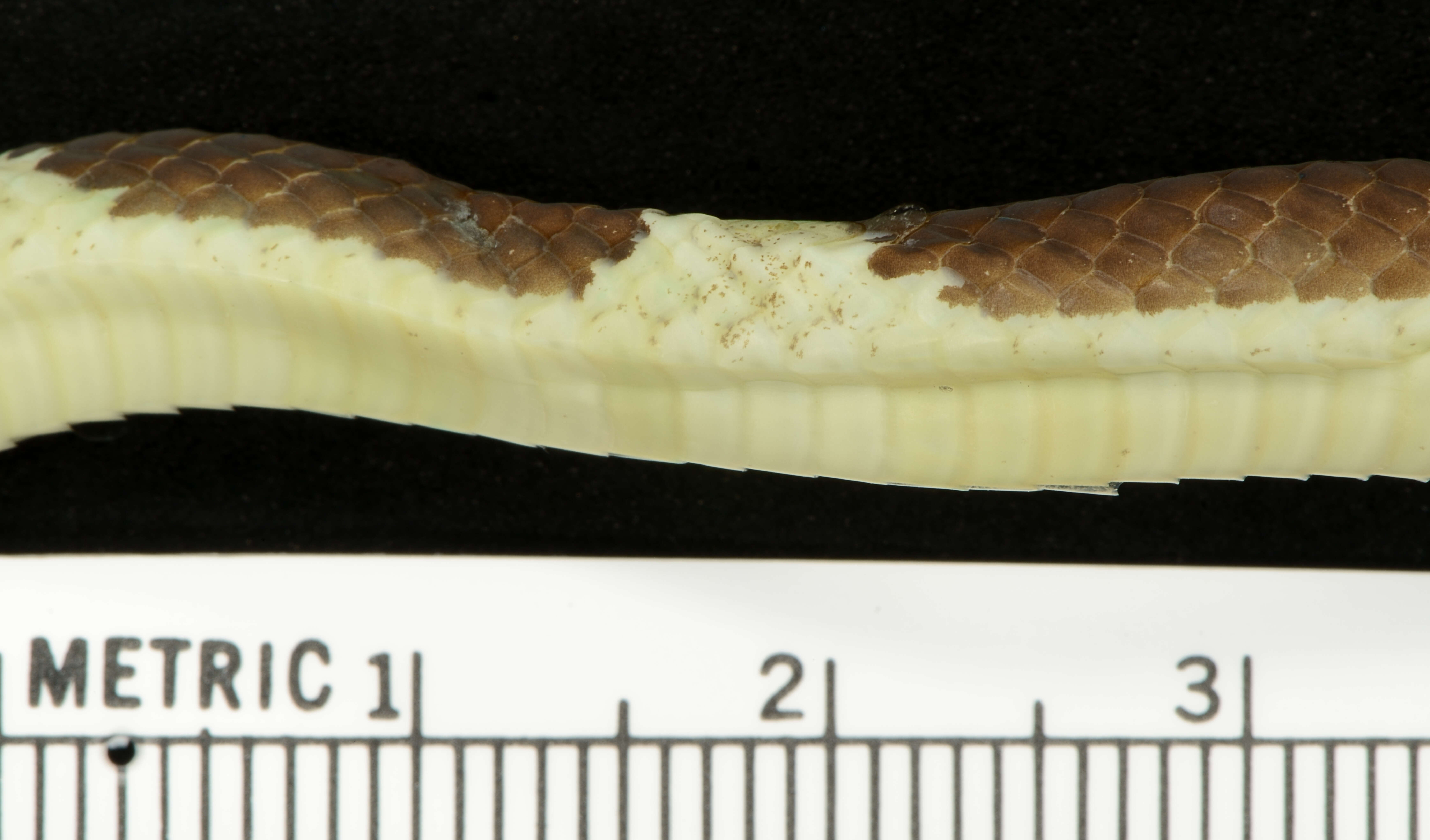 Image of Blanford's Bridal Snake