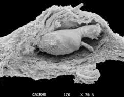 Image of Adelopora pseudothyron Cairns 1982